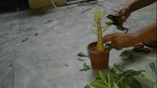 preview picture of video 'How to make Adenium bonsai ...Part-1'