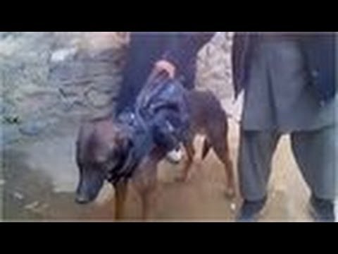 Taliban 'capture US military dog'