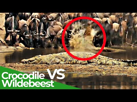 Wildlife Laws