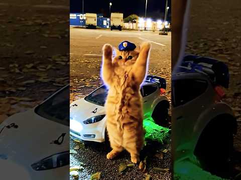 CAT Police is coming ... #rccar #police #traxxas #fordfiesta #cat #fuunycat #dancingcat