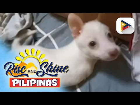 Mga cute dogs without front legs, kilalanin