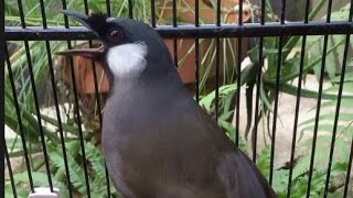 Download lagu POKSAY HONGKONG GACORR || Volume Keras Dan Jernih Sambil Goyang' mp3 Download lagu POKSAY HONGKONG GACORR || Volume Keras Dan Jernih Sambil Goyang' mp3