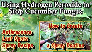 Using Hydrogen Peroxide on Anthracnose & Other Cucumber Fungus Issues: How to Create a Spray Routine