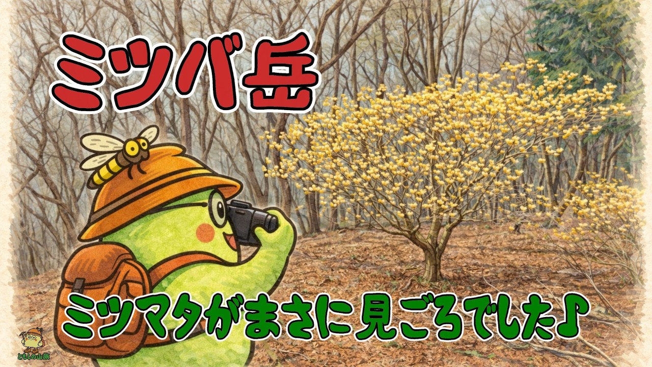 ミツバ岳｜ミツマタがまさに見ごろでした♪