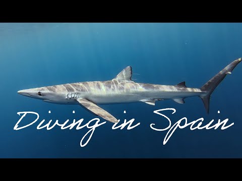 Blue Sharks and more!! Diving in Spain 2025