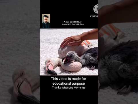 Mother FLAMINGO rescue from @RescueMoments🙏 #shorts