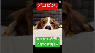 デコピン、まったく納得してない瞬間！LolDekopin’s “Just Not Having It” Moments! Lol.#デコピン#大谷翔平