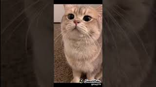 Download lagu story WA lucu kucing imut mp3