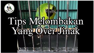 Download lagu Tips melombakan cucak ijo yang over jinak mp3