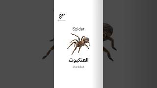 Download lagu Spider - عَنْكَبُوت (ankabut) 🕸️ mp3