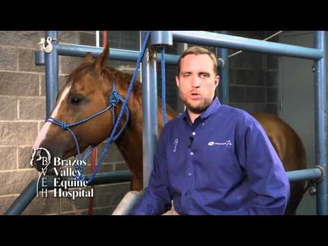 Bute, Banamine and other NSAIDs use in Horses