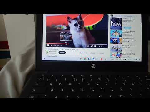 Cats sing Hokey Pokey