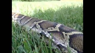 Obituary - Blindsided