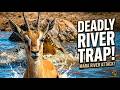 Crocodiles Catch Whole Herd Of Migrating Gazelle CLASSIC WILDLIFE