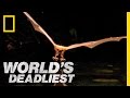 Fishing Bats | World's Deadliest