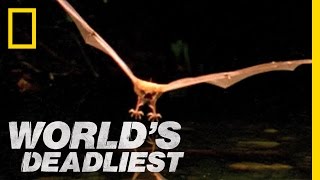 World's Deadliest - Fishing Bats