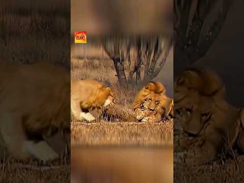 Lion vs Cheetah - Who Wins?