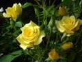 Bobby Darin and Marty Robbins '18 Yellow Roses.'