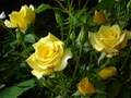 Bobby Darin and Marty Robbins '18 Yellow Roses ...