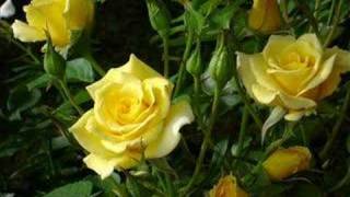 Bobby Darin and Marty Robbins '18 Yellow Roses.'