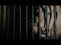 Wild Beasts 1984 Lions Screen Time