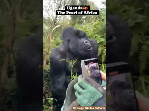 Uganda Gorilla trekking Experience
