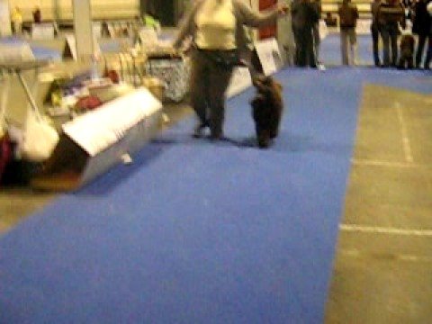 Eurodog Show Budapest