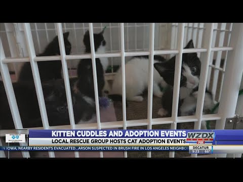 Cat adoption events allow people to get free cuddles