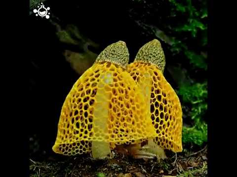 SOMOS NATUREZA - A incrível dança da natureza