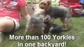 preview picture of video '2011 Yorkie Palooza'