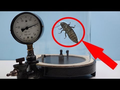 Experiment!!! Madagascar Cockroach Reaction to Vacuum!!! Video