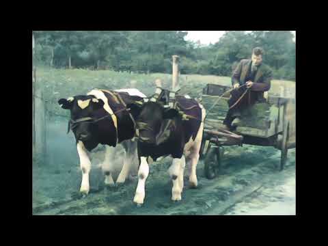 Oud Steenwijk in 8 mm: 'Omgeving Woldberg'