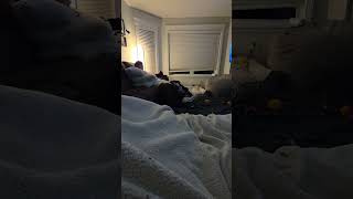 Video preview image #1 American Pit Bull Terrier-Labrador Retriever Mix Puppy For Sale in Princeton, MN, USA