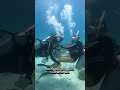 Can I Go #scubadiving If I Can't Swim? #kohtaodiving #underwater #swimming #scuba #learning