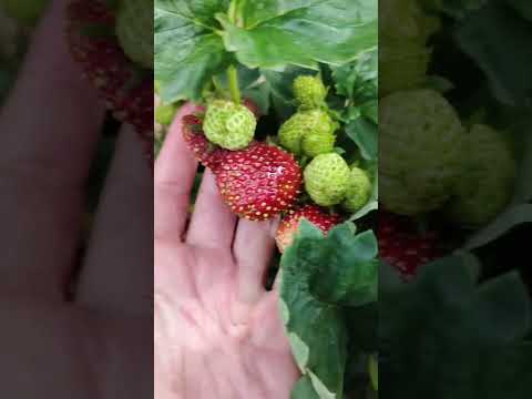 фото саженцы земклуника ''купчиха'' 0