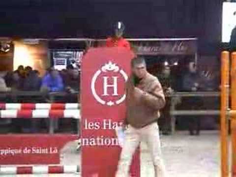 ♂ Damiro B- jumping stallion  (KWPN) by Ramiro