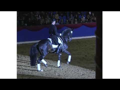 Rubin Royal - Hengst