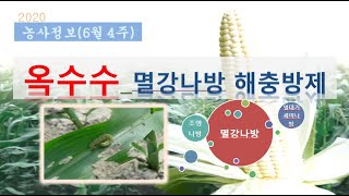 [농사정보] (6월4주)  옥수수_멸강나방 등 해충방제
