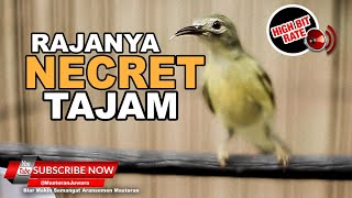 Download lagu 🔴Masteran Juwara Kolibri Kelapa Betina Gacor ❗️KORLAP Betina Necret Tajam AMPUH❗️ mp3 Download lagu 🔴Masteran Juwara Kolibri Kelapa Betina Gacor ❗️KORLAP Betina Necret Tajam AMPUH❗️ mp3