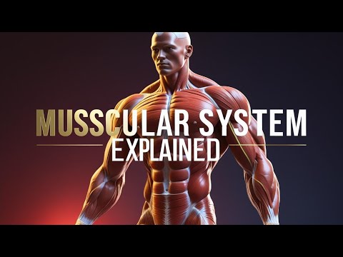 Muscular System Explained: How Muscles Work in the Human Body