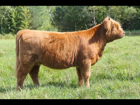 NC102  Windemere Monarch (AI,PV,D)