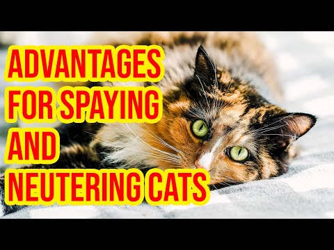 10 Advantages For Spaying And Neutering Cats