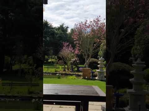 Windy day scene in Spring