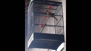 Download lagu Cucak Emas Papua Gacor mp3