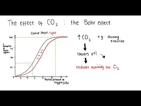 Haemoglobin (oxygen dissociation curve, Bohr effect, adaptations) | A Level Biology
