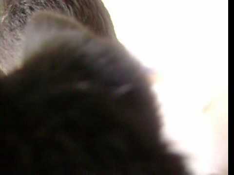 cuando un gato... ATACA!!!!