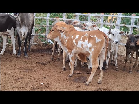 FEIRA DO GADO DE PASSA E FICA-RN 18.01.2026. SÓ QUALIDADE