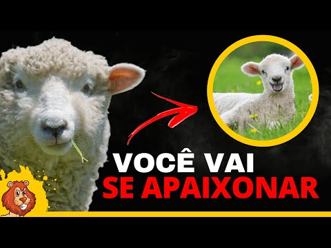 10 CARACTERISTICAS SOBRE AS OVELHAS | conheça um pouco mais sobre esse animal extremamente fofo