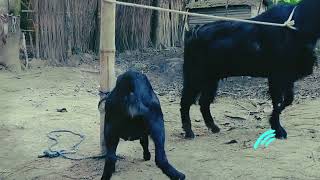 Daily Life of a Goat Farmer | Real Village Life