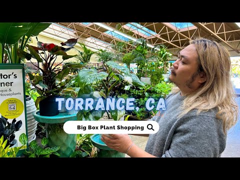 A melhor cidade de plantas - 3 grandes lojas com descobertas de plantas raras!